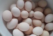 Smaczne jajka kurze z przydomowej hodowli