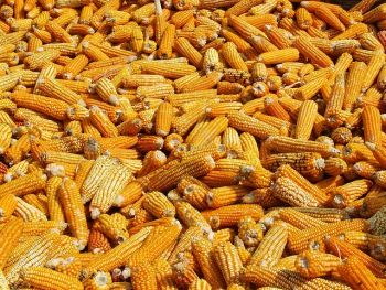zbiór kukurydzy na ziarno