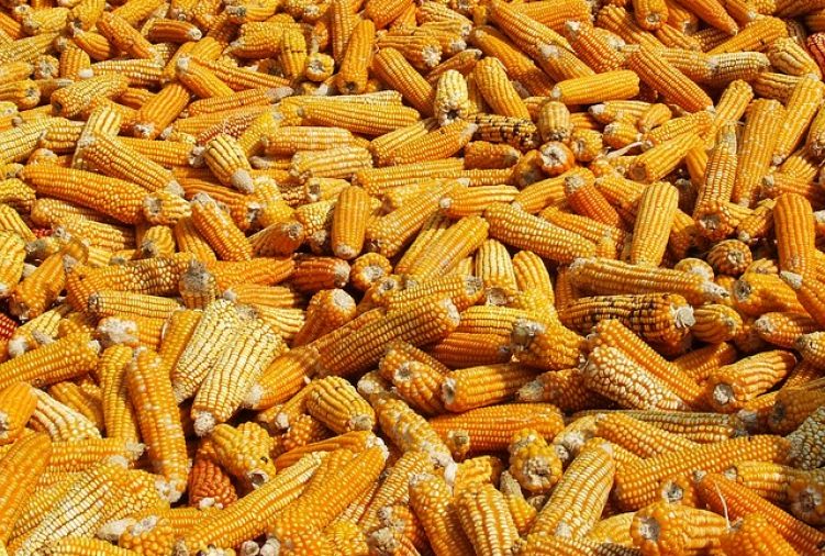 zbiór kukurydzy na ziarno
